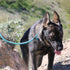Max and Neo Reflective Rope Slip Lead, 5 Foot Leash - We Donate a Leash to Dog Rescue for Every Leash Sold (PURPLE, 5FT