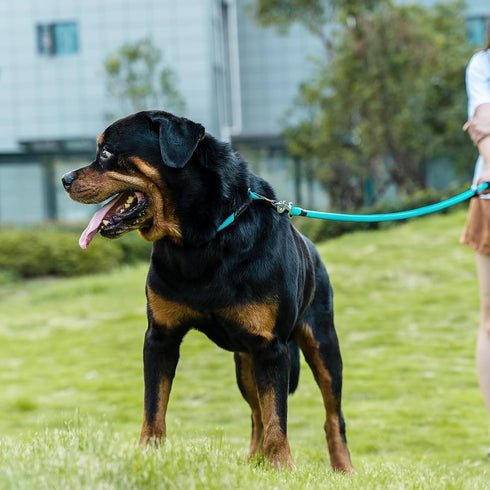 Braided Rope Dog Leash for Medium/Large Dogs, Walking Training Lead, 2FT, Light Blue