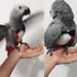 2 Pack QBLEEV Bird Diapers, Cockatiel Tuxedo Flight Suite, Reusable Parrot Nappy Clothes Costume for Wedding Party