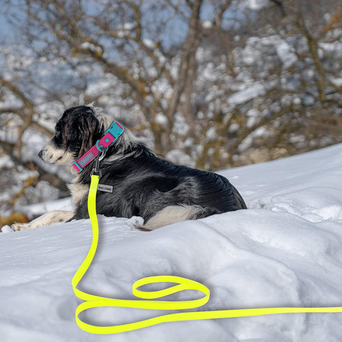 5ft Waterproof Yellow Dog Leash for Small Medium Large Dogs, Cute Color Leash for Boys Girly Dog