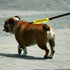 Funny Dog Leash Sleeve, Please Ask Before Petting Wrap Sleeve, Pet Birthday Gift (Before Petting-YE Sleeve)