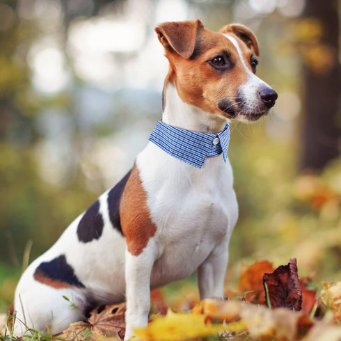 Cotton Plaid Shirt Style Dog Collar, Soft Cute Boy Dog Collar with Quick-Release Buckle for Small to Large Dogs