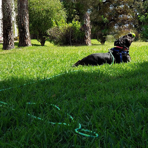 BTINESFUL Dog Tie-Out Long Tether Rope Leash, 8ft/12ft/20ft/30ft/50ft/75ft for Large Medium Small Dogs Training