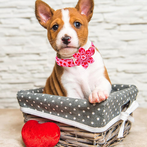 Lionheart glory Valentine's Day Dog Collar with Flower, Hearts Design for X-Small Dogs, Spring Puppy Collar