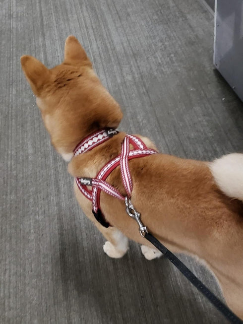 Blueberry Pet 4 Colors Soft & Comfy 3M Reflective Jacquard Padded Dog Harness, Chest Girth 16.5" - 21", Marsala Red