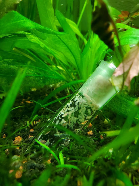 Planaria Trap, 2 Pieces Leech Trap Glass Tube for Aquarium Shrimp Tank