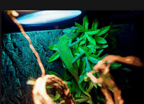 2 Pack Reptile Silk Plants with Suction Cups - Realistic Climbing Vines & Grass Leaves for Terrarium Decor