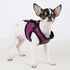 PUPPIA International Soft B Vest Harness, Large, Purple