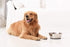 PEGGY11 Deep Stainless Steel Anti-Slip Dog Bowls, 2-Pack, 6 Cups