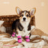 Dog Shoes for Hot Pavement, Anti-Slip Sole Dog Booties with Reflective Straps for Small Medium Dogs 4PCS Pink