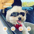 Enjoying Dog Goggles for Small Breed, UV Protection Sunglasses, Driving Eye Protection, Black