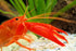 AQUATICBLENDEDFOODS A109 8oz) Super Freshwater Shrimp Food,Calcium,Spirulina,Crayfish & Snail Mix,Cherry Shrimp,Bottom