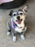 Elegant Little Tail Dog Collar with Bow, Soft & Comfy Adjustable Bowtie Pet Gift for Small Medium Large Dogs