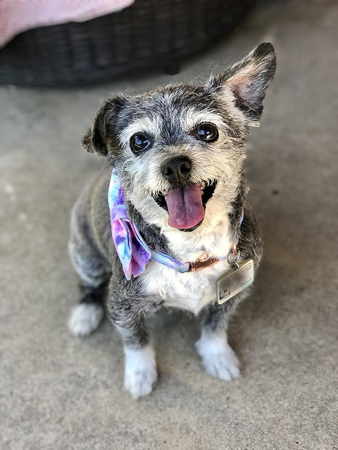 Elegant Little Tail Dog Collar with Bow, Soft & Comfy Bowtie Adjustable Pet Gift Collars for Small to Large Dogs