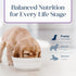 Blue Buffalo Basics Dry Dog Food for Puppies - Skin & Stomach Care, Limited Ingredient Diet for Dogs - Turkey Recipe,