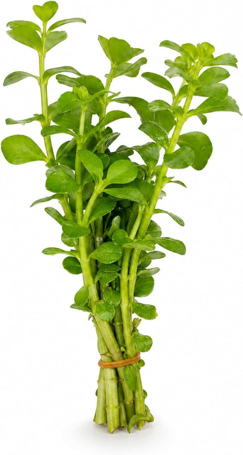 2-Inch Bacopa Monnieri Freshwater Aquarium Plant in Pot