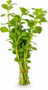 2-Inch Bacopa Monnieri Freshwater Aquarium Plant in Pot
