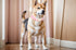 Breathable Cotton Dog Collar, Soft Padded Heavy Duty Adjustable Collar for Small Medium Large Dogs, Pink, Medium Size