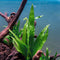 SubstrateSource Java Fern Live Aquarium Plants - Freshwater Plant for Fish Tanks