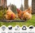 Chicken Bird Swing,Chicken Perch,Natural Wooden Swing Toys,Wood Stand for Chick,Safe and Relief of Stress,Chicken Coop