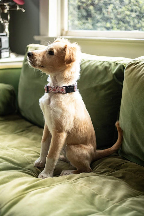 Dog Collar for Small Medium & Large Dogs - Designer Patterns on Adjustable, Strong and Durable Floral Collar