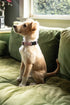 Dog Collar for Small Medium & Large Dogs - Designer Patterns on Adjustable, Strong and Durable Floral Collar