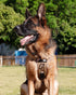 Tactical Dog Harness - PETNANNY Service Dog Vest for Large Dogs with Reflective Patches and Handle