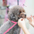 6PCS Dog Slip Leads, D Ring Kennel Nylon Rope for Pet Animal Control, Grooming Shelter Rescues