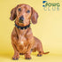 Genuine Leather Spike Dog Collar, 1" Wide, Full Grain Heavy Duty, Comfortable Inner Padded for Small Breeds (S, Fit