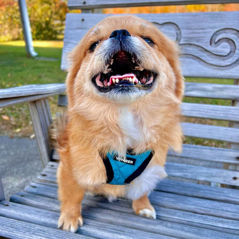 Voyager Step-In Plush Dog Harness by Best Pet Supplies - Soft Vest Harness for Small & Medium Dogs (Turquoise Plush), S