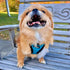 Voyager Step-In Plush Dog Harness by Best Pet Supplies - Soft Vest Harness for Small & Medium Dogs (Turquoise Plush), S