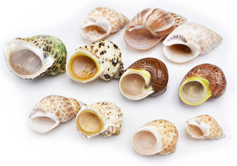 Florida Shells and Gifts Inc. 11 Set Shell Hermit Crab Changing & Growth - Medium Size Seashells