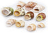 Florida Shells and Gifts Inc. 11 Set Shell Hermit Crab Changing & Growth - Medium Size Seashells