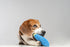 Squeaky Dog Plush Toy, Bite_Stick Collection, 8'', for Small and Medium Dogs (Eggplant)