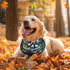 120 Sanwuta Pcs Fall Dog Bandanas Bulk Thanksgiving Dog Bandanas Adjustable Pumpkin Pet Bibs Triangle Scarf Holiday