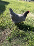 Generic 10+ Premium Fresh & Fertile Chicken Hatching Eggs Rainbow Assortment Mix, Tater's Farm NPIP Certified