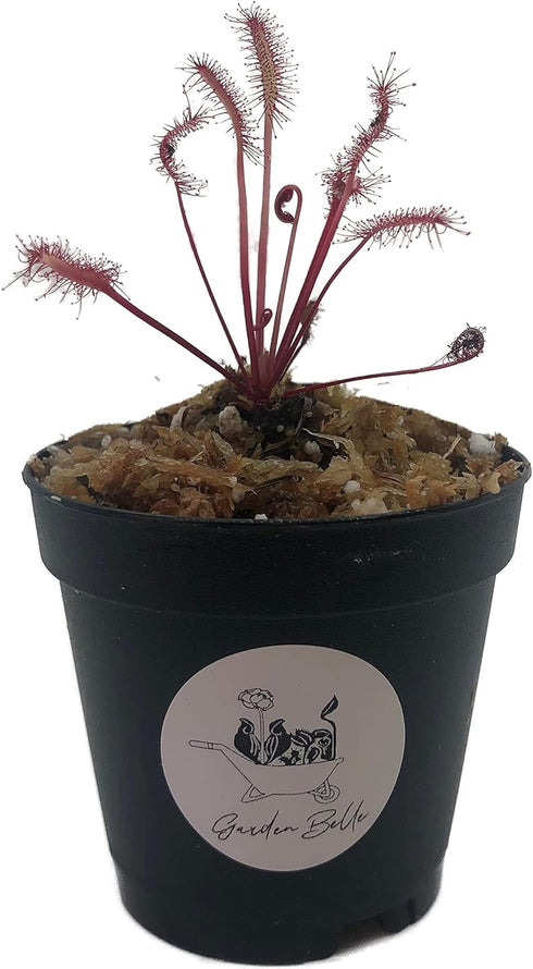 Cape Sundew 'Red' (Drosera Capensis) Carnivorous Plant Small