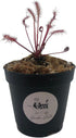 Cape Sundew 'Red' (Drosera Capensis) Carnivorous Plant Small