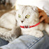 2 Pcs Cat Collars - Heart Bling Breakaway with Bell, Adjustable Nylon for Kitty (Red + Purple)