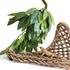 Reptile Plants 12 inches Hanging Silk Terrarium Plant with Suction Cup for Bearded Dragons, Lizards, and Geckos