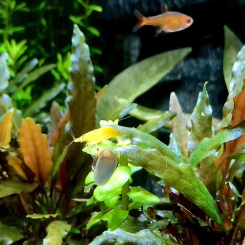 PLANTEREST BUY2GET1FREE Cryptocoryne Wendtii Red Potted Live Aquarium Plant Tropical Freshwater Decorations