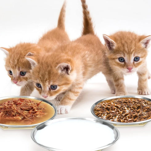 Stainless Steel Cat Dishes for Food and Water, 2 Sets Shallow Style, Relief of Whisker Fatigue (6.5 Inch)