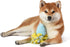 Peeps for Pets Plush Chick Dog Toy - Blue and Yellow Fleece Bottom, Small Plush with Squeaker for Pets