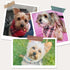 PUPTECK Leather Dog Christmas Collar for Small Dogs, XS Puppy Bandana Costume Accessories for Girl Boy Bunny Cats Red,
