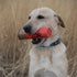 Browning Pet Toys, Shot Shell Red Squeaker Toy, Durable Dog Toys for Tug and Fetch