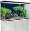 AWERT 24x16 inches Seaweed Aquarium Background, Stone Aquarium Background, River Bed & Lake