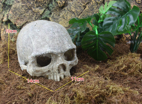 Hewnda Aquarium Decor Resin Artificial Head Skeleton Decoration - Aquarium Otaru Aquarium Decorative Cave Landscape Pet Reptile House by Hewnda