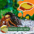 TELADESHX 6.1 5.71 0.79 inches) Hermit Crab Water Tank Hermit Crab Habitat Reptile Food Dish Accessories for Hermit