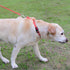 Joytale Martingale Collar for Dogs, Reflective Heavy Duty, Adjustable Nylon for Large Dogs, Walking Training, Pink, L