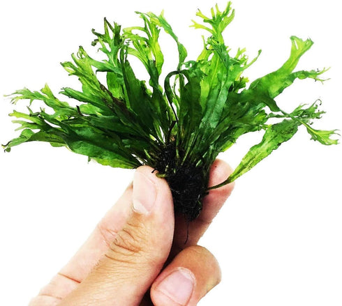 PLANTEREST Microsorum Java Fern 'Windelov' Potted Easy Live Aquarium Plant Decorations BUY2GET1FREE